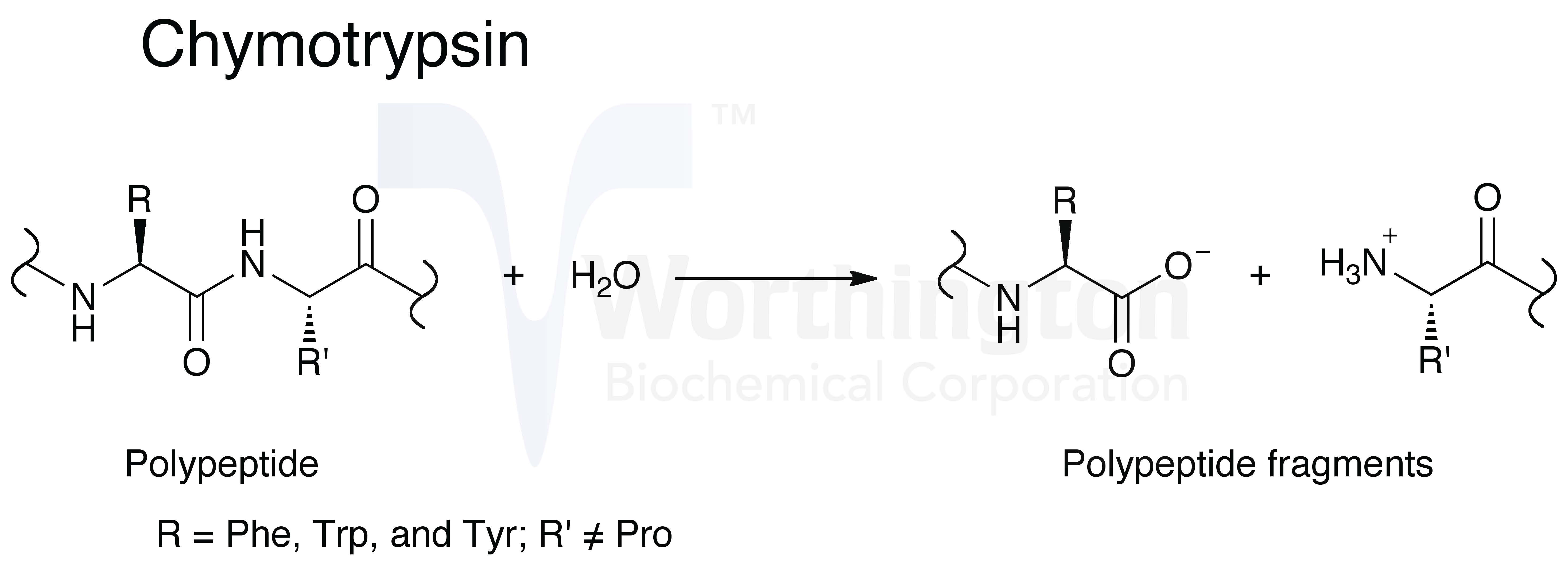 alpha_chymotrypsin_digestive_enzyme