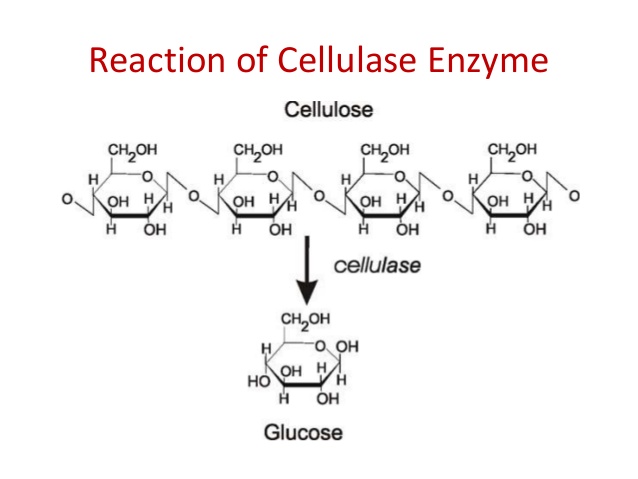 cellulase_digestive_enzyme