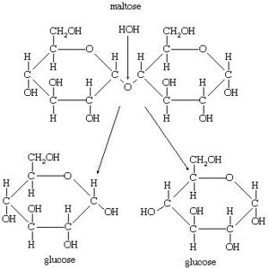 cerecalase_digestive_enzyme