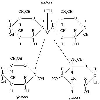 cerecalase_digestive_enzyme