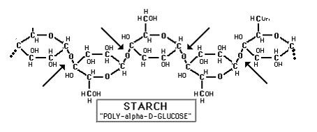 diastase_digestive_enzyme