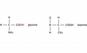 endoproteinase_digestive_enzyme