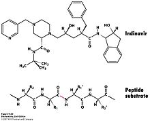 exoprotease_digestive_enzyme