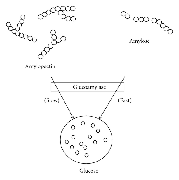 glucoamylase_digestive_enzyme