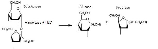 invertase_digestive_enzyme