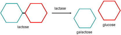 lactase_digestive_enzyme