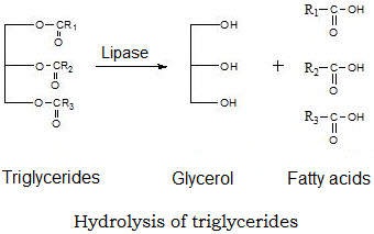 lipase_digestive_enzyme