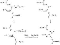 lysozyme_digestive_enzyme