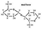 maltase_digestive_enzyme