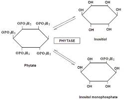 phytase_digestive_enzyme