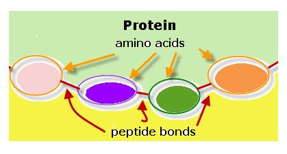 protease_digestive_enzyme