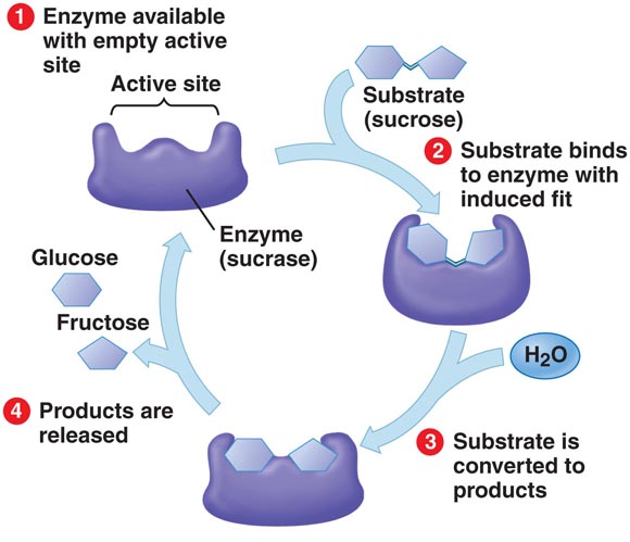 sucrase_digestive_enzyme