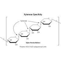 xylanase_digestive_enzyme